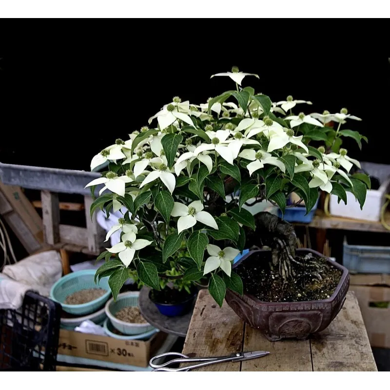 Semillas de Conejo Del Japon (Cornus kousa)