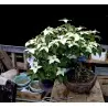 Semillas de Conejo Del Japon (Cornus kousa)