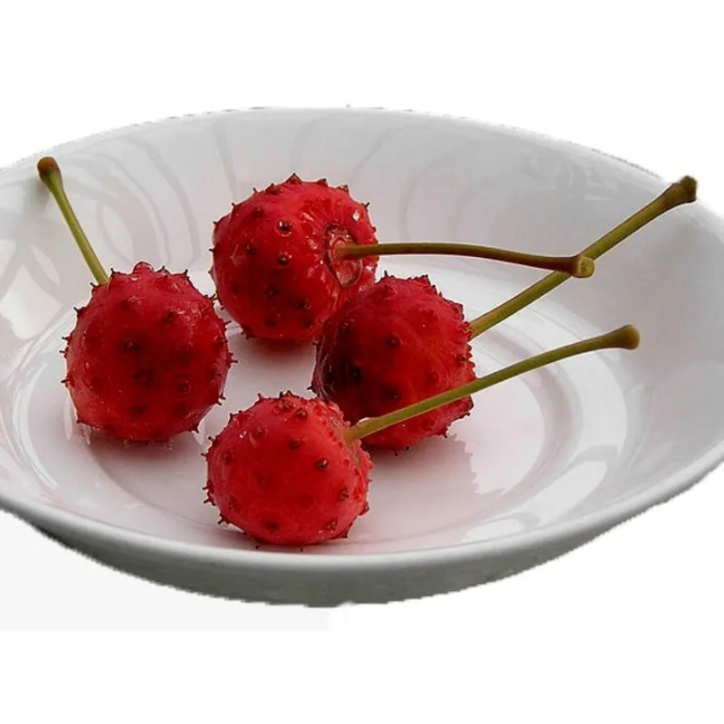 Semillas de Conejo Del Japon (Cornus kousa)