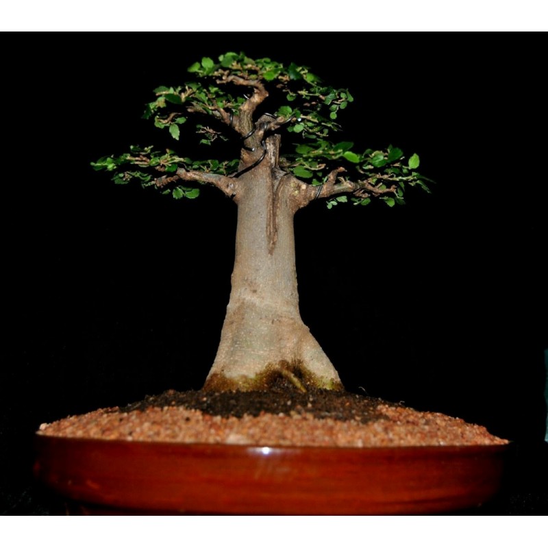 Price: €1.95 - Semi di baobab africano (Adansonia digitata) - 
