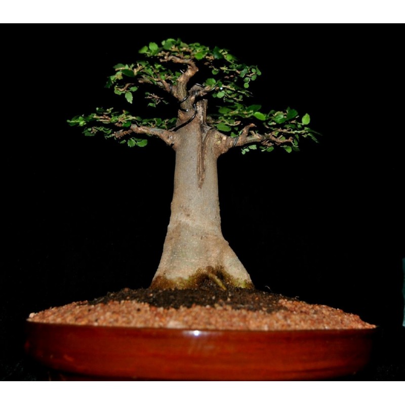 Semillas de Baobab (Adansonia digitata)