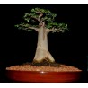 Price: €1.95 - Semi di baobab africano (Adansonia digitata) - 