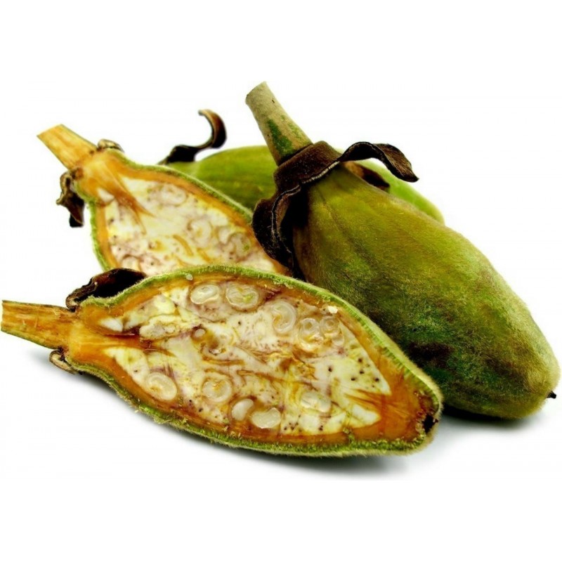 Price: €1.95 - Αδανσονία η δακτυλωτή σπόροι (Adonsonia digitata) - 