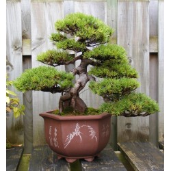 Price: €1.5 - Μπονσάι Σπόροι Pinus mugo - 