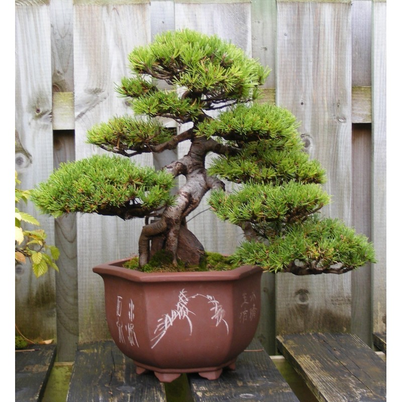 Semillas de Pino negro Bonsai