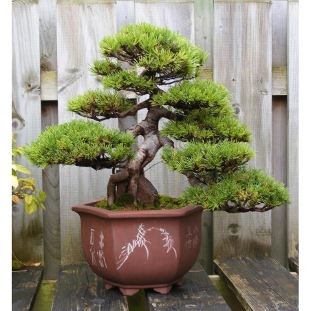 Price: €1.5 - Mountain Pine Bonsai Seme -