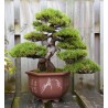 Price: €1.5 - Μπονσάι Σπόροι Pinus mugo - 