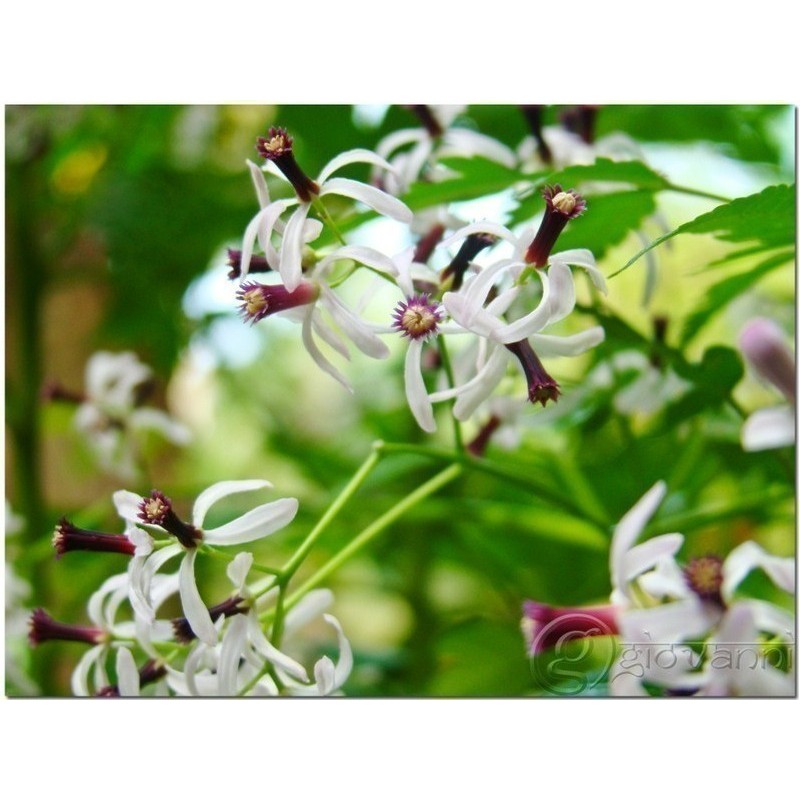Price: €2.5 - Σπόροι Ινδική πασχαλιά (Azadirachta indica) - 