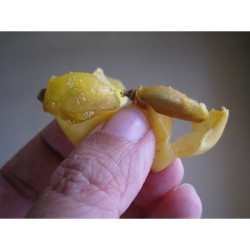 Niembaum Samen - Essbare Früchte