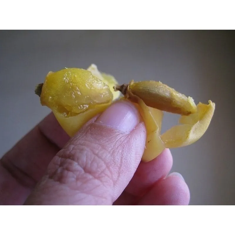 Graines de Margousier, Neem (Azadirachta indica)