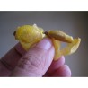 Price: €2.5 - Nim Lekovita Indijska Biljka Seme (Azadirachta indica) - 