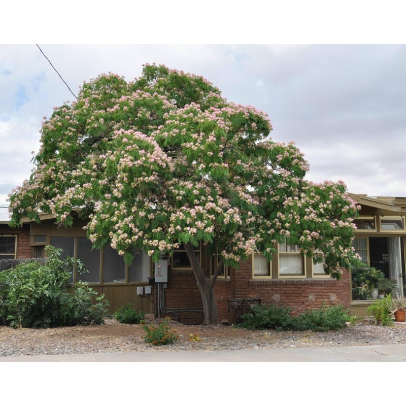 Semillas de Árbol de la seda (Albizia julibrissin)