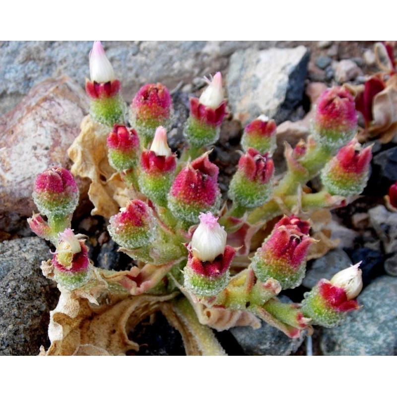 Mesembryanthemum crystallinum, Ice växtfrön | 1,50 €