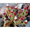 Ledeni cvet Seme (Mesembryanthemum crystallinum) | 1,50 €