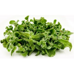Price: €1.5 - Sementes de Flor de Gelo - 