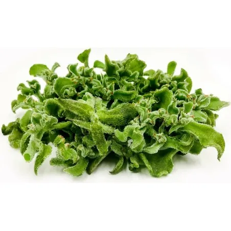 Σπόροι Mesembryanthemum crystallinum
