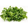 Ledeni cvet Seme (Mesembryanthemum crystallinum) | 1,50 €