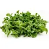 Σπόροι Mesembryanthemum crystallinum
