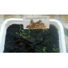 Price: €2.2 - Maca Seeds (Lepidium meyenii) - 