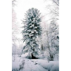 Graines de Pin de Sibérie (Pinus sibirica)