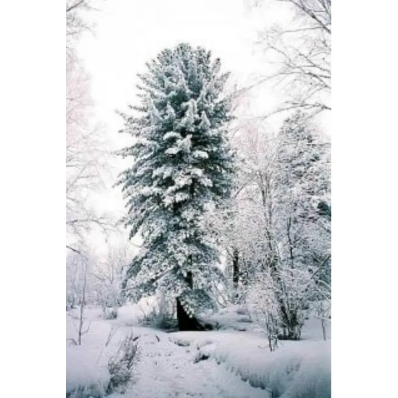 Samen Sibirische Zeder (pinus sibirica)