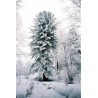 Samen Sibirische Zeder (pinus sibirica) | 8,00 €