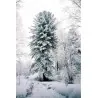 Samen Sibirische Zeder (pinus sibirica)