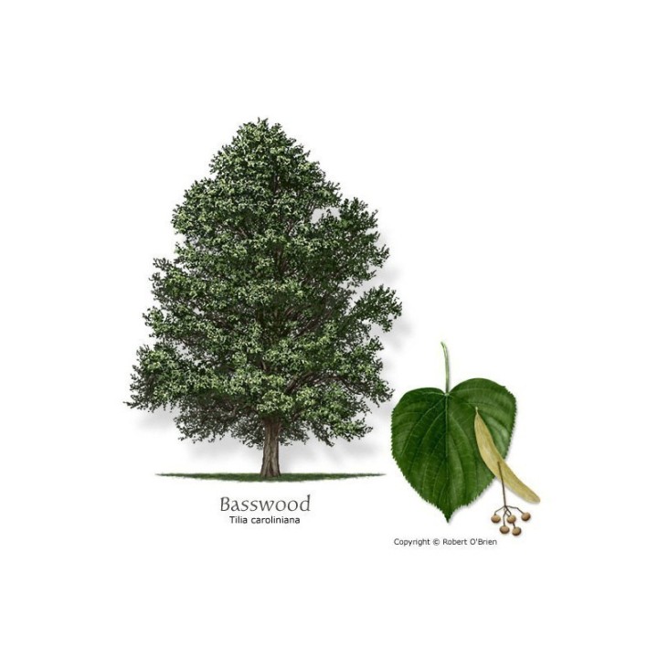 Tilia Tree Seeds - 216.985714