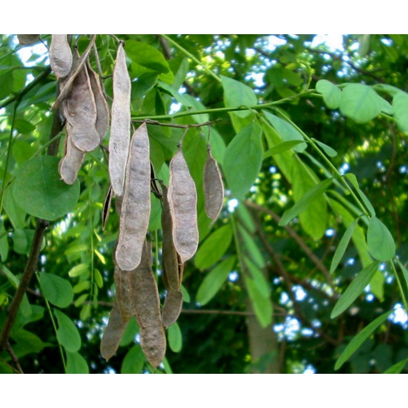 Price: €2 - Robinia trädväxt Frön (Robinia pseudoacacia) - 