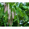 Price: €2 - Robinia trädväxt Frön (Robinia pseudoacacia) - 