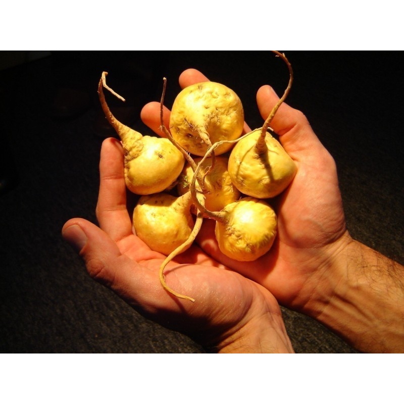 Maca Frön (Lepidium meyenii)