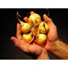 Price: €2.2 - Graines de Maca (Lepidium meyenii) - 