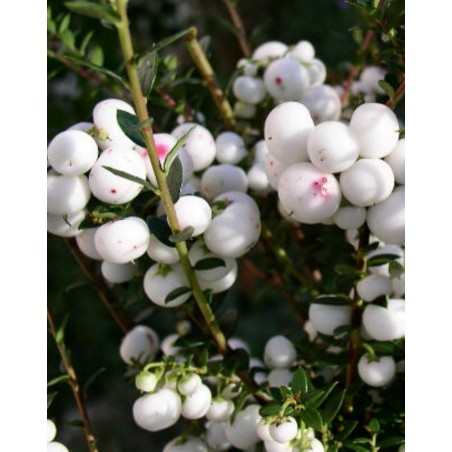 Σπόροι Gaultheria miqueliana | 1,85 €