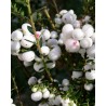 Σπόροι Gaultheria miqueliana | 1,85 €