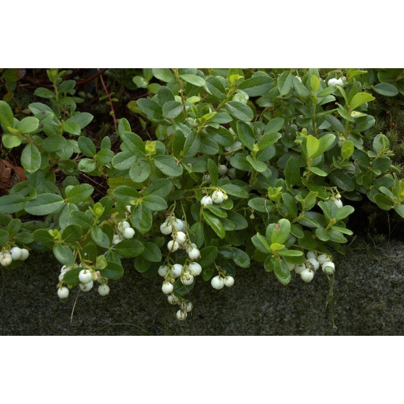 Σπόροι Gaultheria miqueliana | 1,85 €