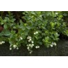 Σπόροι Gaultheria miqueliana | 1,85 €