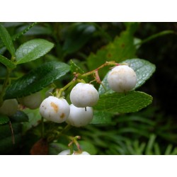 Wintergreen Seeds (Gaultheria miqueliana)