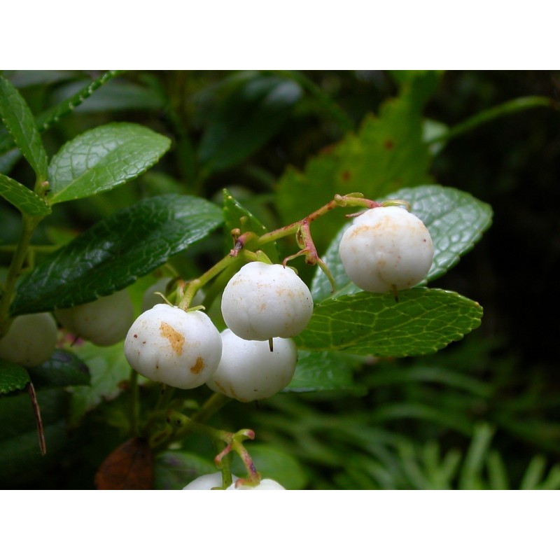 Σπόροι Gaultheria miqueliana | 1,85 €