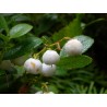 Σπόροι Gaultheria miqueliana | 1,85 €