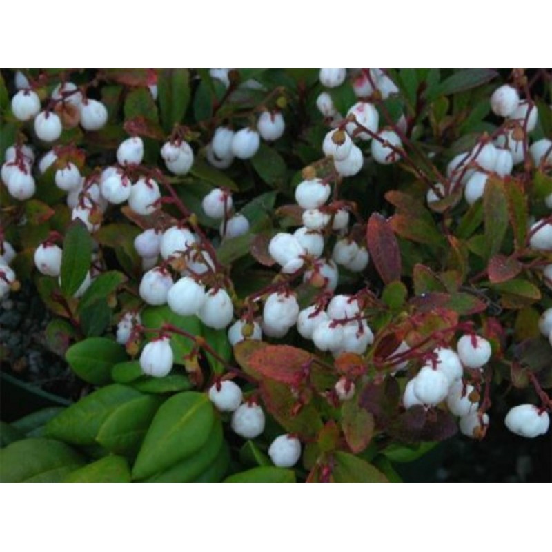 Σπόροι Gaultheria miqueliana | 1,85 €