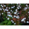 Σπόροι Gaultheria miqueliana | 1,85 €