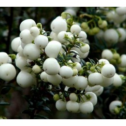 Wintergreen Seeds (Gaultheria miqueliana) - 216.985714