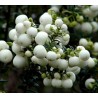 Σπόροι Gaultheria miqueliana | 1,85 €