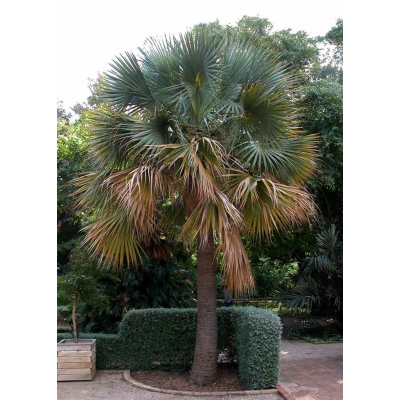 Semi di Sabal palmetto | 2,00 €