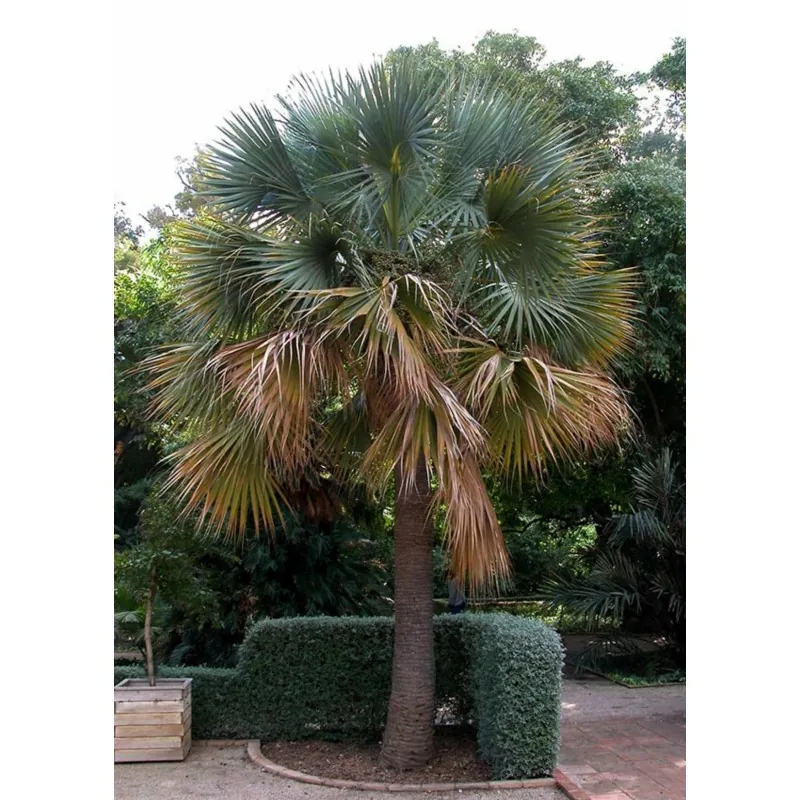 Semi di Sabal palmetto