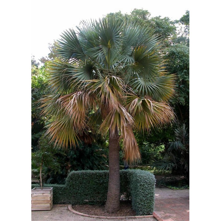 Bermuda Palmetto, Bibby-tree Seeds frost-tolerant -14 °C - 234.57915