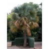 Sabal bermudana - Bermuda-Palmetto Palmen Samen | 2,00 €