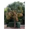 Sementes De Sabal Minor,  Anão, S. palmetto, S. bermudana