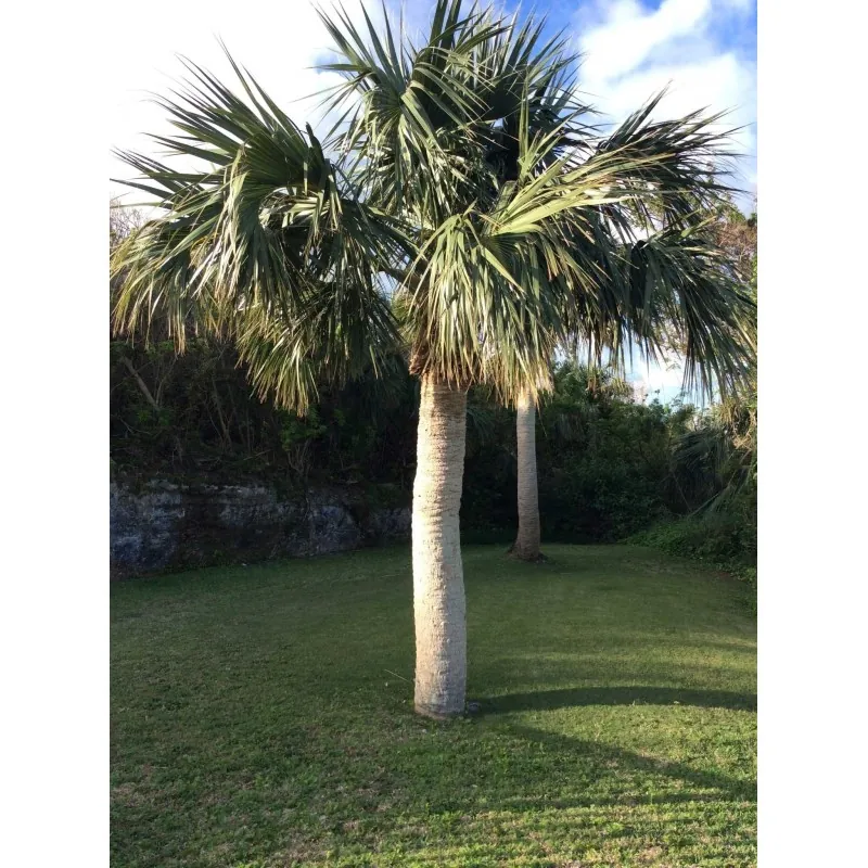 Seme Palme Bermuda Palmetto