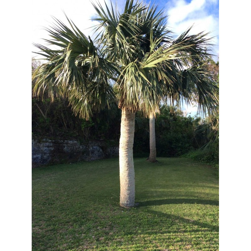 Semi di Sabal palmetto | 2,00 €